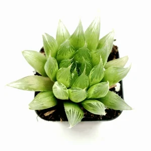 Haworthia Cymbiformis 'Cathedral Window' Succulent Live Plant – 2 Inch Pot – Easy Care Indoor/Outdoor - Image 1