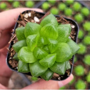 Haworthia Cymbiformis Var. Obtusa Succulent Live Plant - 2 Inch Pot, Indoor/Outdoor - Image 2