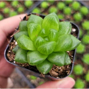 Haworthia Cymbiformis Var. Obtusa Succulent Live Plant - 2 Inch Pot, Indoor/Outdoor - Image 3