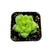 Haworthia Cymbiformis Var. Obtusa Succulent Live Plant - 2 Inch Pot, Indoor/Outdoor - Image 1