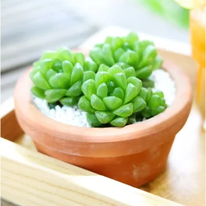 Haworthia Cymbiformis Var. Obtusa Succulent Live Plant - 2 Inch Pot, Indoor/Outdoor - Image 4