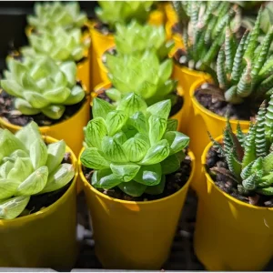 Haworthia Cymbiformis Var. Obtusa Succulent Live Plant - 2 Inch Pot, Indoor/Outdoor - Image 5