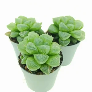 Haworthia Cymbiformis Var. Obtusa Succulent Live Plant - 2 Inch Pot, Indoor/Outdoor - Image 6