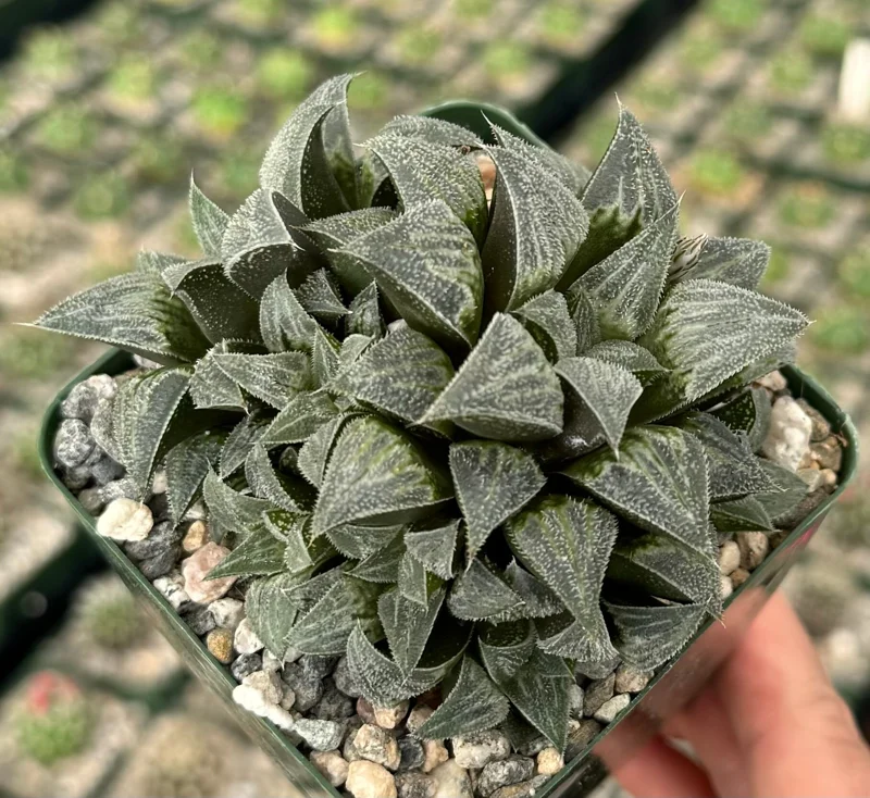 Haworthia Emelyae Live Plant – Fuzzy Succulent in 3 Inch Pot – Easy Care Indoor - Image 2