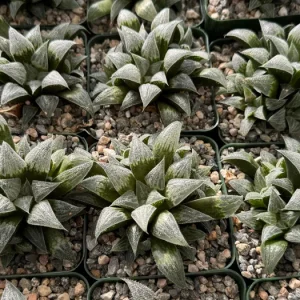 Haworthia Emelyae Live Plant – Fuzzy Succulent in 3 Inch Pot – Easy Care Indoor - Image 3