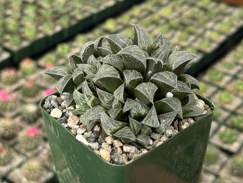 Haworthia Emelyae Live Plant – Fuzzy Succulent in 3 Inch Pot – Easy Care Indoor - Image 1