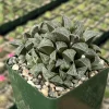 Haworthia Emelyae Live Succulent Plant - Fuzzy, Easy Care, 3 Inch Pot Indoor - Image 1