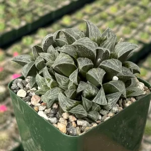 Haworthia Emelyae Live Succulent Plant - Fuzzy, Easy Care, 3 Inch Pot Indoor - Image 1