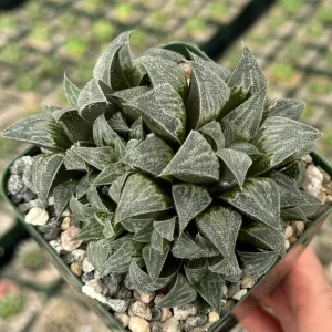 Haworthia Emelyae Live Succulent Plant - Fuzzy, Easy Care, 3 Inch Pot Indoor - Image 2