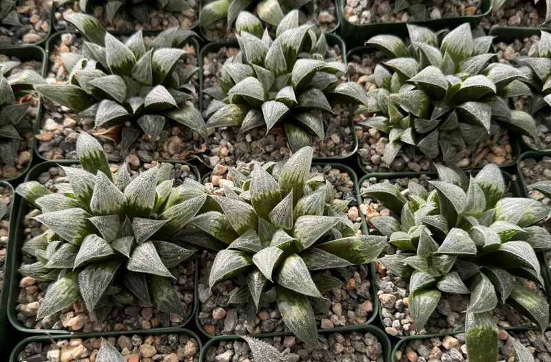 Haworthia Emelyae Live Succulent Plant - Fuzzy, Easy Care, 3 Inch Pot Indoor - Image 3