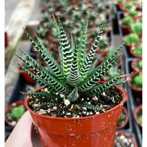 Haworthia Fasciata Zebra Succulent Plant - Live Indoor Houseplant - 2