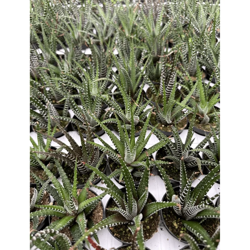 Haworthia Fasciata Zebra Succulent Plant - Live Indoor Houseplant - 2" Pot - Image 3
