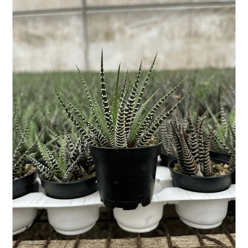 Haworthia Fasciata Zebra Succulent Plant - Live Indoor Houseplant - 2" Pot - Image 4