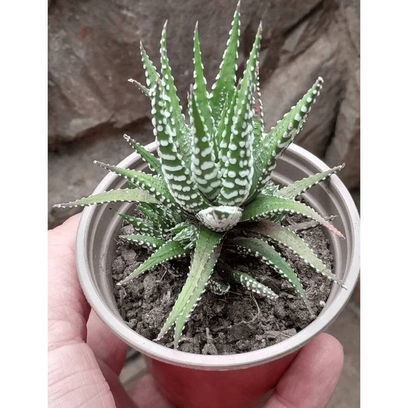Haworthia Fasciata Zebra Succulent Plant - Live Indoor Houseplant - 2" Pot - Image 5
