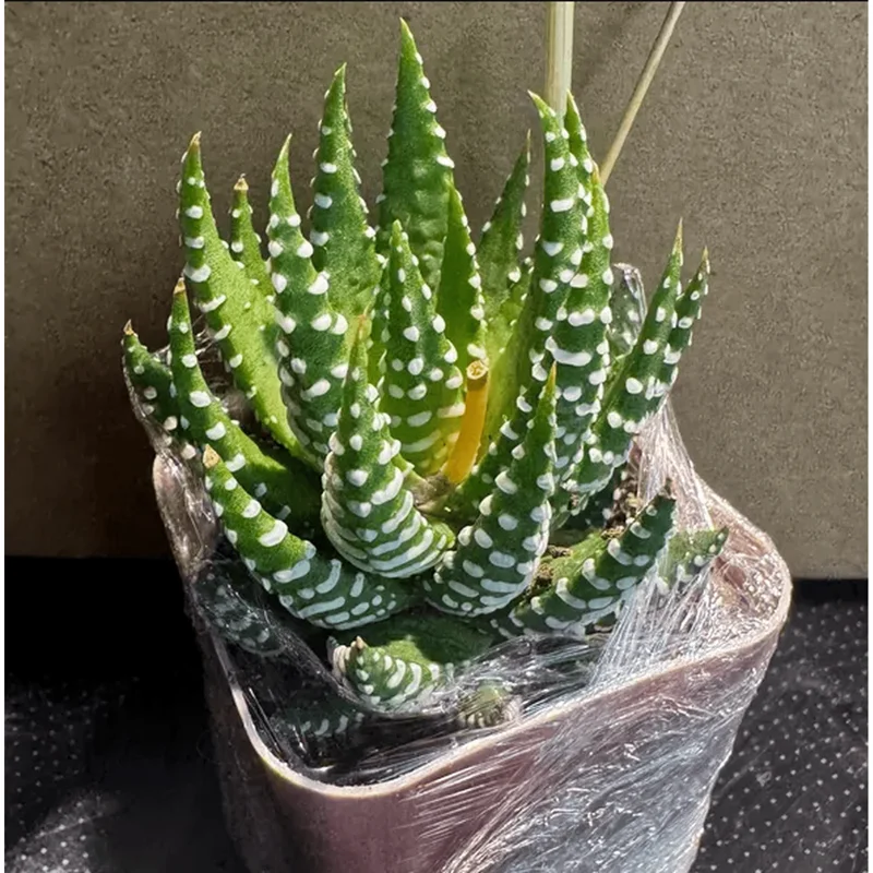 Haworthia Fasciata Zebra Succulent Plant - Live Indoor Houseplant - 2" Pot - Image 6