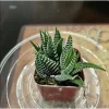 Haworthia Fasciata Zebra Succulent Plant - Live Indoor Houseplant - 2" Pot - Image 1