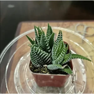 Haworthia Fasciata Zebra Succulent Plant - Live Indoor Houseplant - 2
