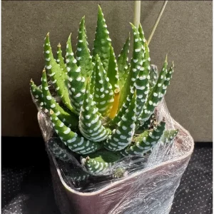 Haworthia Fasciata Zebra Succulent Plant – Live Plant – 4 inch Pot – Indoor - Image 3