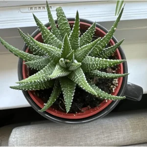 Haworthia Fasciata Zebra Succulent Plant – Live Plant – 4 inch Pot – Indoor - Image 4