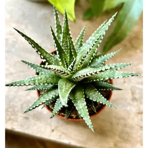 Haworthia Fasciata Zebra Succulent Plant – Live Plant – 4 inch Pot – Indoor - Image 5