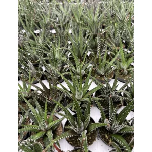 Haworthia Fasciata Zebra Succulent Plant – Live Plant – 4 inch Pot – Indoor - Image 6