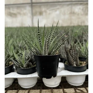 Haworthia Fasciata Zebra Succulent Plant – Live Plant – 4 inch Pot – Indoor - Image 7