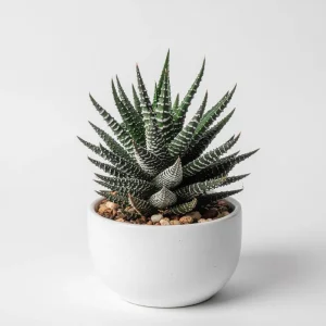 Haworthia Succulent Live Plant - Fully Rooted, Indoor/Outdoor Ready - Image 2