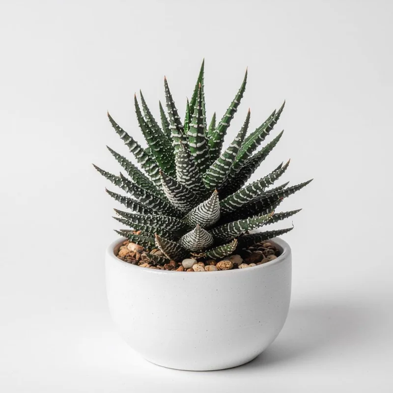 Haworthia Succulent Live Plant - Fully Rooted, Indoor/Outdoor Ready - Image 2