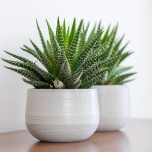 Haworthia Succulent Live Plant - Fully Rooted, Indoor/Outdoor Ready - Image 3