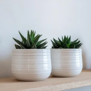 Haworthia Succulent Live Plant - Fully Rooted, Indoor/Outdoor Ready - Image 4