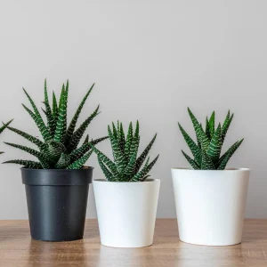 Haworthia Succulent Live Plant - Fully Rooted, Indoor/Outdoor Ready - Image 5