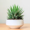 Haworthia Succulent Live Plant - Fully Rooted, Indoor/Outdoor Ready - Image 1