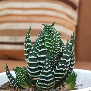 Haworthia Succulent Live Plant - Fully Rooted, Indoor/Outdoor Ready - Image 6