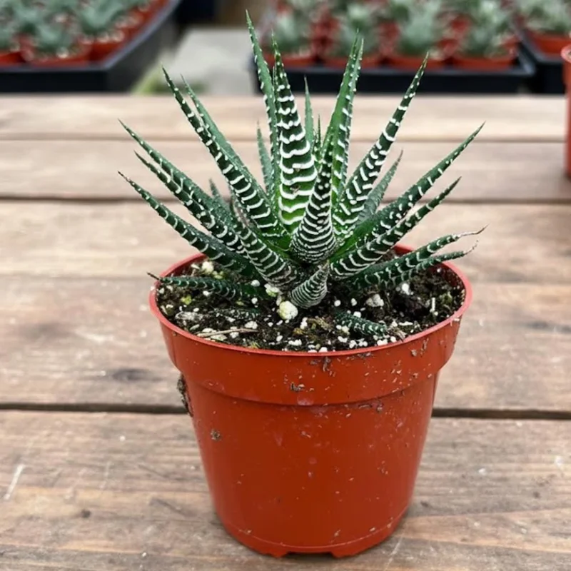 Haworthia Succulent Live Plant - Fully Rooted, Indoor/Outdoor Ready - Image 7