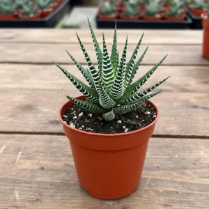 Haworthia Succulent Live Plant - Fully Rooted, Indoor/Outdoor Ready - Image 8