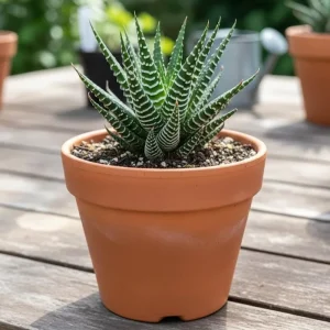 Haworthia Succulent Live Plant - Fully Rooted, Indoor/Outdoor Ready - Image 9