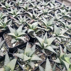 Haworthia tessellata Alligator Plant Live Succulent - 2in Pot - Image 2