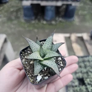Haworthia tessellata Alligator Plant Live Succulent - 2in Pot - Image 3