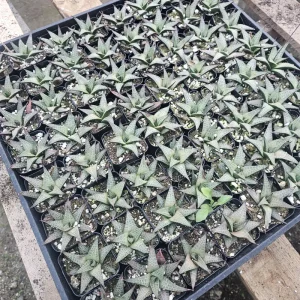 Haworthia tessellata Alligator Plant Live Succulent - 2in Pot - Image 4