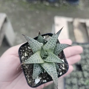 Haworthia tessellata Alligator Plant Live Succulent - 2in Pot - Image 5