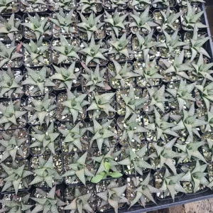 Haworthia tessellata Alligator Plant Live Succulent - 2in Pot - Image 6