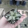 Haworthia tessellata Alligator Plant Live Succulent - 2in Pot - Image 1