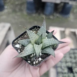 Haworthia tessellata Alligator Plant Live Succulent - 2in Pot - Image 1