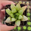 Haworthia Turgida Succulent Live Plant – 2 Inch Pot – Indoor Outdoor Decor - Image 1