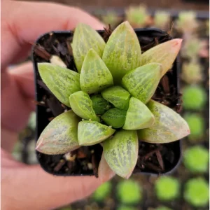 Haworthia Turgida Succulent Live Plant – 2 Inch Pot – Indoor Outdoor Decor - Image 1