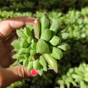 Haworthia Turgida Succulent Live Plant – 2 Inch Pot – Indoor Outdoor Decor - Image 2