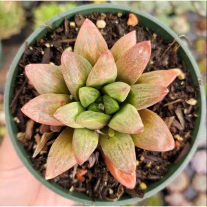 Haworthia Turgida Succulent Live Plant – 2 Inch Pot – Indoor Outdoor Decor - Image 3