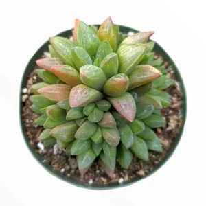 Haworthia Turgida Succulent Live Plant – 2 Inch Pot – Indoor Outdoor Decor - Image 4