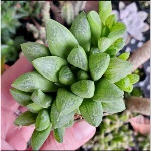 Haworthia Turgida Succulent Live Plant – 2 Inch Pot – Indoor Outdoor Decor - Image 6