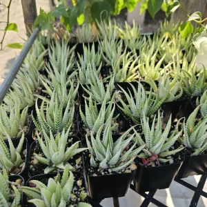 Haworthia Zebra Variegata Live Plant – 2 inch Potted Succulent – Indoor - Image 2